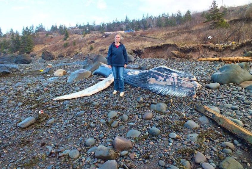 Jennifer and Charles Thibodeau discovered the carcass of a 30-foot humpback whale on the beach in Whale Cove on the Bay of Fundy shore of Digby Neck.