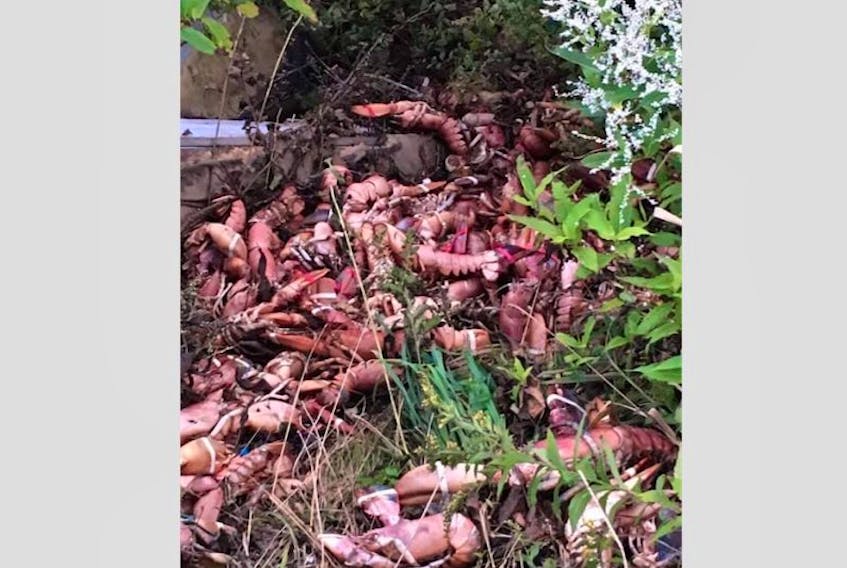 Some lobsters said to have been discarded on the Small Gaines Road in Yarmouth.