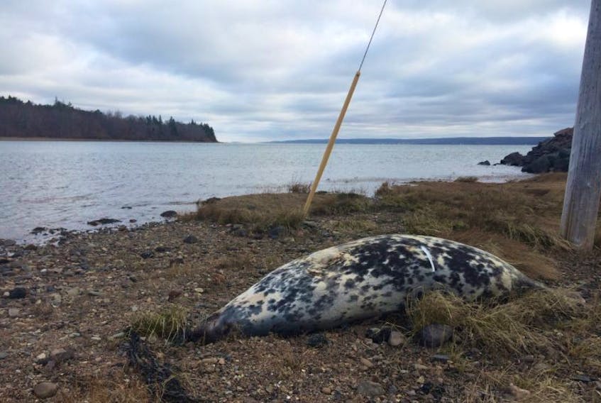 A seal washed up on the shore of the Racquette in Digby Nov. 28.