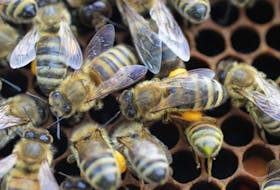 The honeybee industry contributes to the Nova Scotia agricultural economy through the production of honey, related products and pollination.