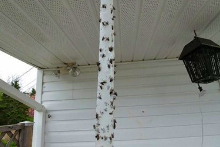 Houseflies by the hundreds cover the walls of some residences in Argyle, Glenwood, Belleville and Roberts Island. Some homeowners blame mink farms for the annual infestation.