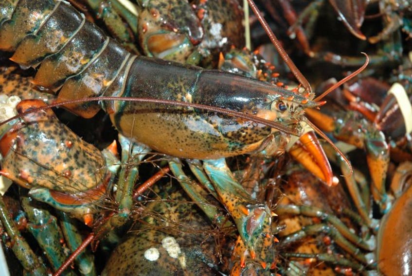 Many lobster fishermen in the region claim commercial fishing is taking place within the Aboriginal food fishery.