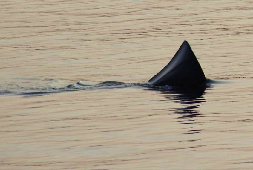 The fin of a basking shark spotted near the Brier Island ferry. “Basking sharks are often seen with both dorsal and tail fins sticking out of the water, swimming slowly,” said Warren Joyce, an aquatic science technician with the Department of Fisheries and Oceans.