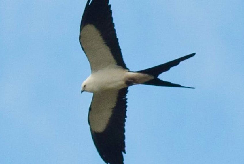 Alix Arthur d’Entremont captured this shot of a swallow-tailed kite between Argyle and Belleville May 11. The bird is typically found in Florida and a few other areas of the Deep South.