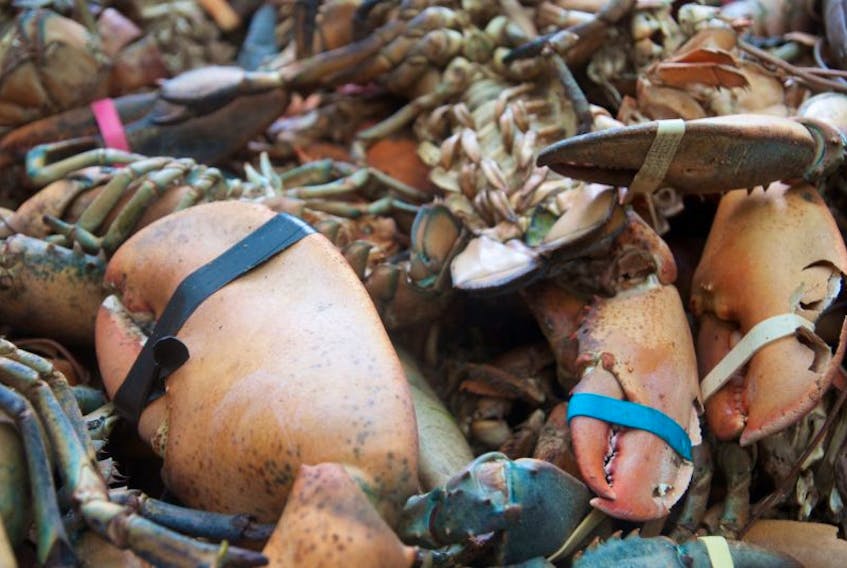 Thousands of lobster carcasses, including ones under legal harvesting size and some females – both of which are illegal to harvest commercially – that were harvested offseason lie dumped in several locations in and around Weymouth.