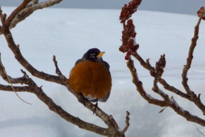A robin perches on one of its food sources in Yarmouth: staghorn sumac. Its plumage is puffed up to insulate its body against cold winds.