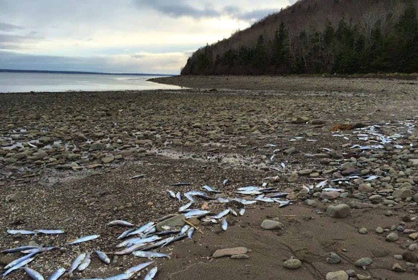 ['Herring on the beach in Griffin Cove Nov. 25.']
