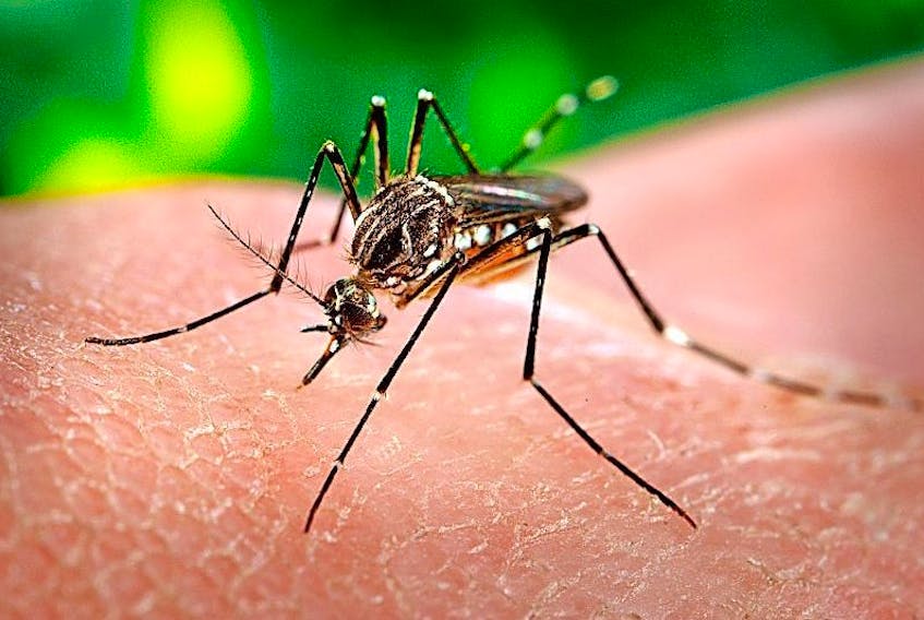 Zika virus. 